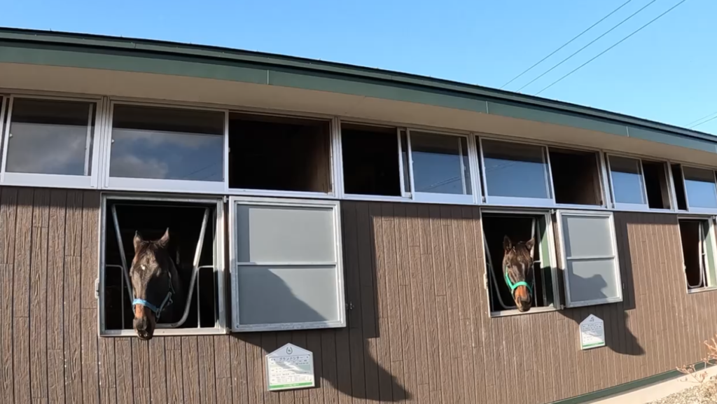 厩舎から顔をのぞかせる馬達